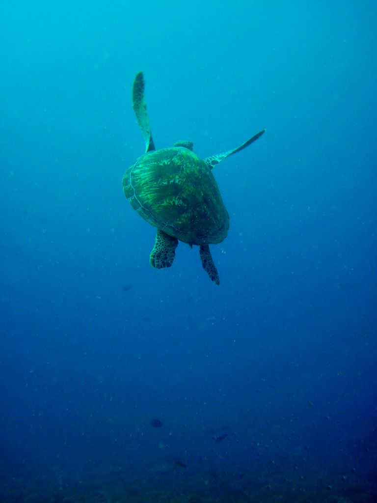 Turtle Conservation In Diani Beach
